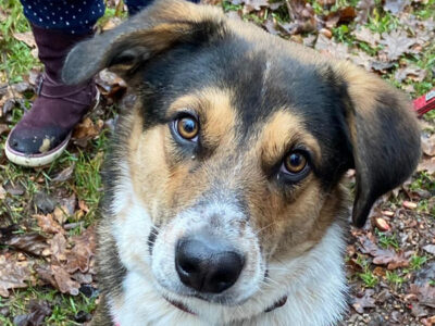 Unser süßer Schulhund Camino!