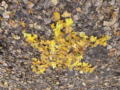 Herbstkunstwerke